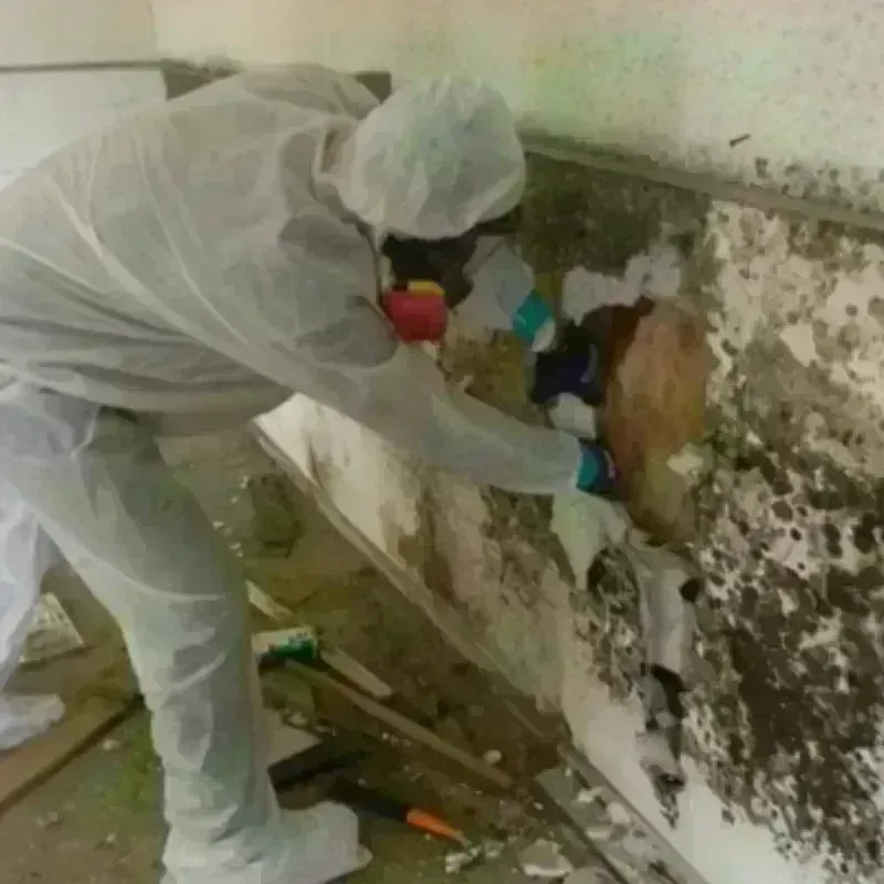 Best Mold Remediation and Removal Service in North Smithfield, RI